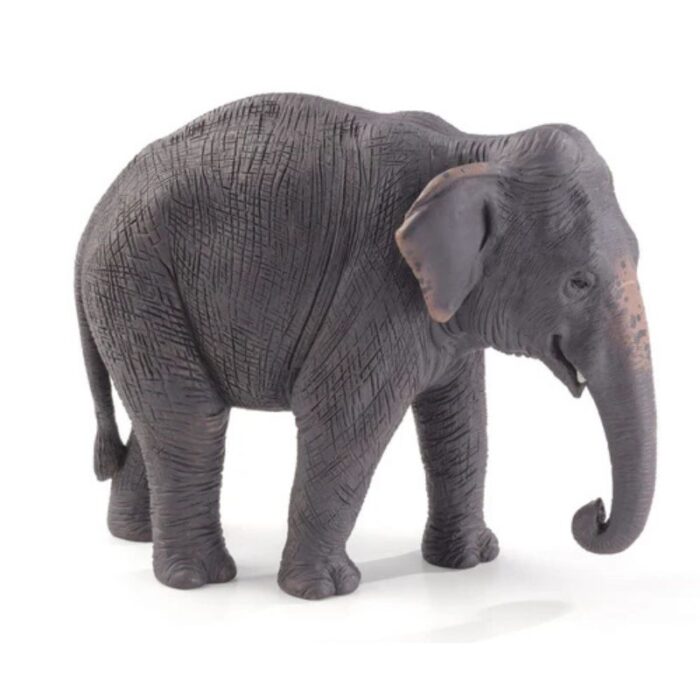 Elefante asiático. Mojo